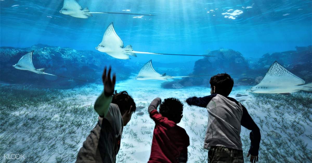 National Geographic Encounter: Ocean Odyssey Admission Ticket in New York